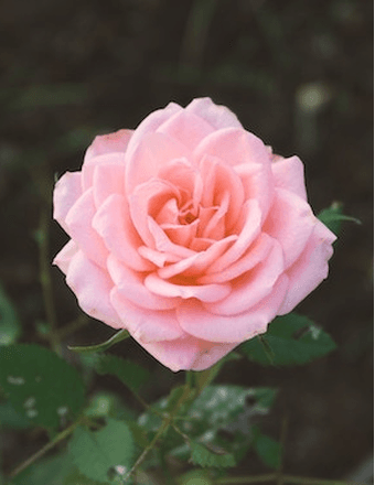 Barbara Kezho Obituary